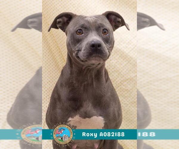 Medium Photo #2 Staffordshire Bull Terrier Puppy For Sale in Mobile, AL, USA