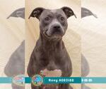 Small #1 Staffordshire Bull Terrier