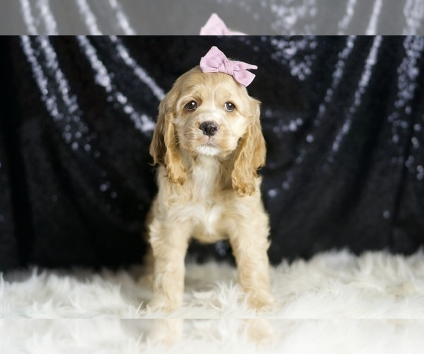 Medium Photo #37 Cocker Spaniel Puppy For Sale in WARSAW, IN, USA