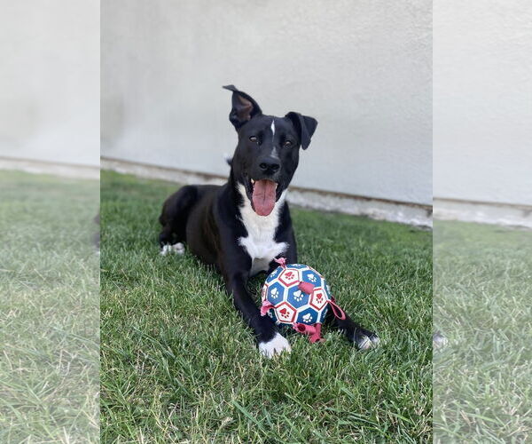 Medium Photo #5 Labrador Retriever-Unknown Mix Puppy For Sale in San Diego, CA, USA