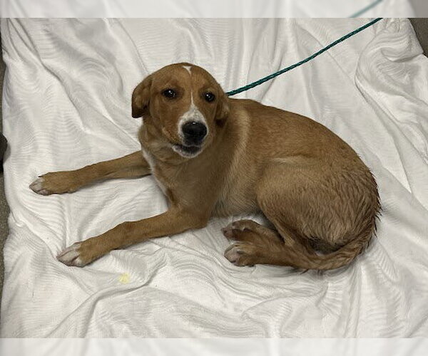 Medium Photo #1 Beagle-Unknown Mix Puppy For Sale in Las Vegas, NV, USA