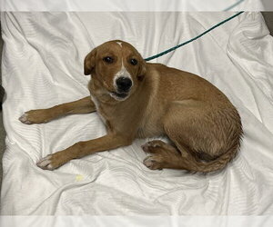 Beagle-Unknown Mix Dogs for adoption in Las Vegas, NV, USA