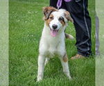 Small #5 Australian Shepherd