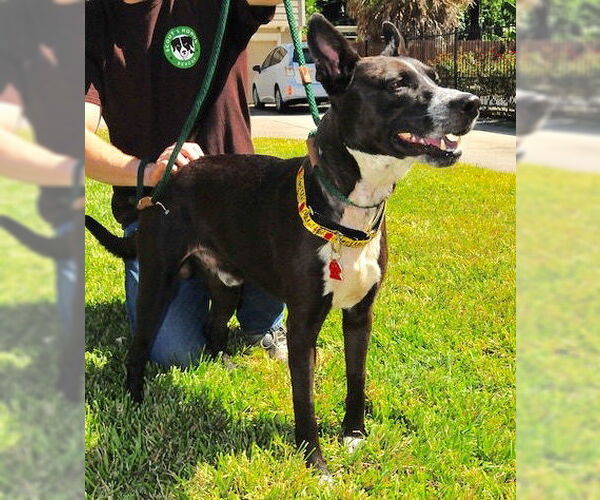 Medium Photo #35 Mutt Puppy For Sale in Houston, TX, USA