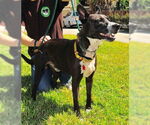Small #34 Mutt
