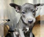 Small American Staffordshire Terrier Mix