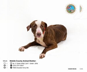 American Pit Bull Terrier-Bulldog Mix Dogs for adoption in Mobile, AL, USA