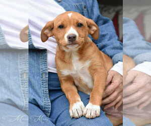 Labrador Retriever-Unknown Mix Dogs for adoption in Brewster, NY, USA