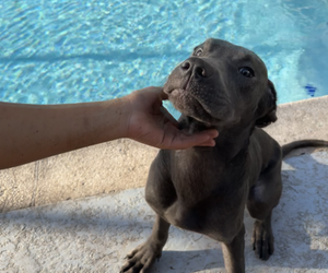 Cane Corso Puppy for sale in HOLIDAY, FL, USA