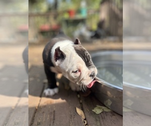 Bullypit Puppy for Sale in SNELLVILLE, Georgia USA