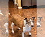 Small #2 Ibizan Hound Mix