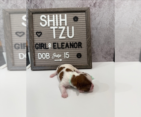 Medium Photo #23 Shih Tzu Puppy For Sale in NEW YORK MILLS, MN, USA