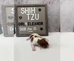 Small Photo #23 Shih Tzu Puppy For Sale in NEW YORK MILLS, MN, USA
