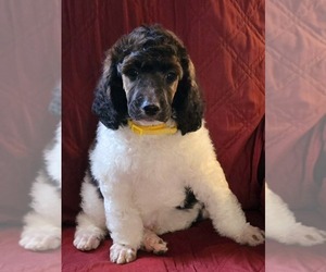 Poodle (Standard) Puppy for sale in NOTTINGHAM, MD, USA