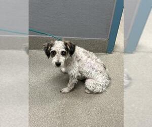 Maltese-Unknown Mix Dogs for adoption in Las Vegas, NV, USA