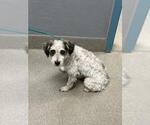 Small Maltese Mix