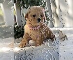 Small #22 Poodle (Toy)
