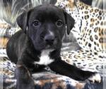 Small Labrador Retriever Mix