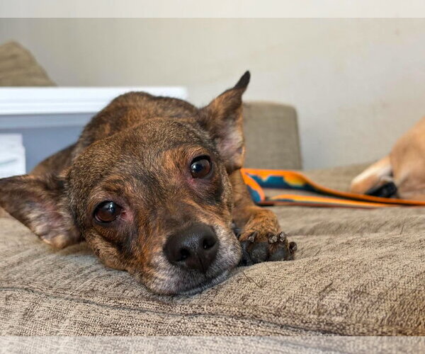 Medium Photo #2 Chihuahua-Unknown Mix Puppy For Sale in Visalia, CA, USA