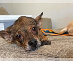 Small #1 Chihuahua Mix