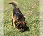 Small #1 German Shepherd Dog