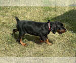 Small #1 Doberman Pinscher