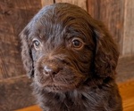 Puppy KitKat Boykin Spaniel-Goldendoodle Mix