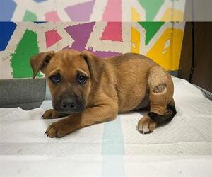Mutt Dogs for adoption in Baytown, TX, USA