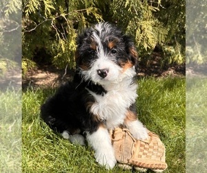 Bernedoodle (Miniature) Puppy for Sale in MIDDLEBURY, Indiana USA