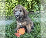 Small #4 Whoodle (Miniature)