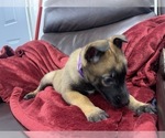 Small Photo #90 Belgian Malinois Puppy For Sale in REESEVILLE, WI, USA