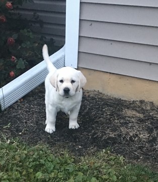 Medium Photo #6 Labrador Retriever Puppy For Sale in CAMBY, IN, USA