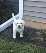 Small Photo #6 Labrador Retriever Puppy For Sale in CAMBY, IN, USA
