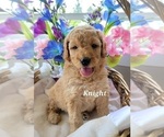 Small Photo #4 Goldendoodle (Miniature) Puppy For Sale in REED CITY, MI, USA