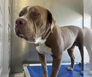 Medium American Pit Bull Terrier
