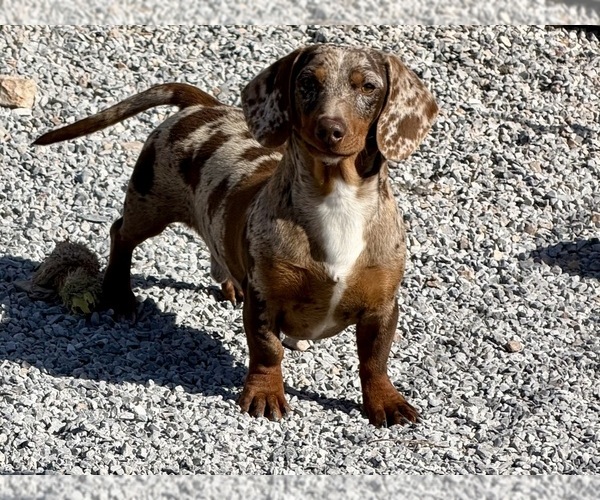 Medium Photo #6 Dachshund Puppy For Sale in CASSVILLE, MO, USA