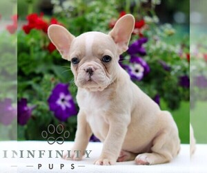 French Bulldog Puppy for sale in LITITZ, PA, USA