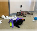 Small Photo #46 American Staffordshire Terrier Puppy For Sale in Sayreville, NJ, NJ, USA