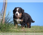 Small #7 Bernese Mountain Dog