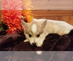 Small Photo #7 Pomsky Puppy For Sale in CENTRALIA, MO, USA