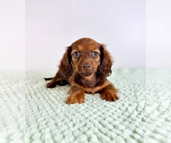 Medium Photo #2 Dachshund Puppy For Sale in GREENFIELD, IN, USA