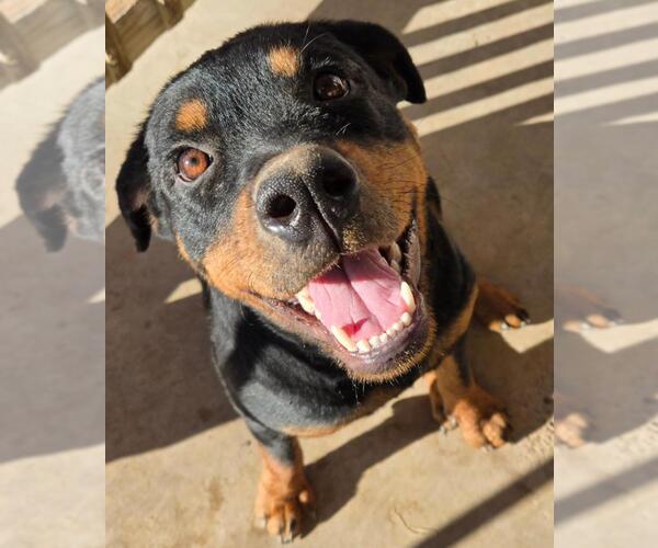 Medium Photo #1 Rottweiler Puppy For Sale in San Antonio, TX, USA