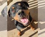 Meadow - Female Rottweiler Dog for Adoption - Small photo