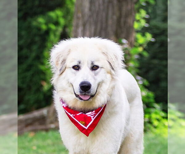 Medium Photo #5 Great Pyrenees-Unknown Mix Puppy For Sale in Unionville, PA, USA
