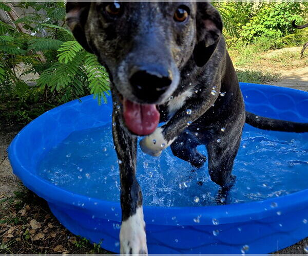 Medium Photo #3 Labrador Retriever-Unknown Mix Puppy For Sale in Jackson, MS, USA