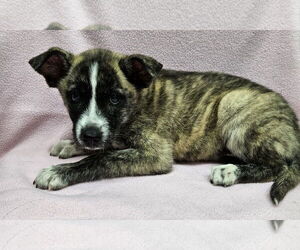 Border Collie-Huskies Mix Dogs for adoption in Santa Clarita, CA, USA