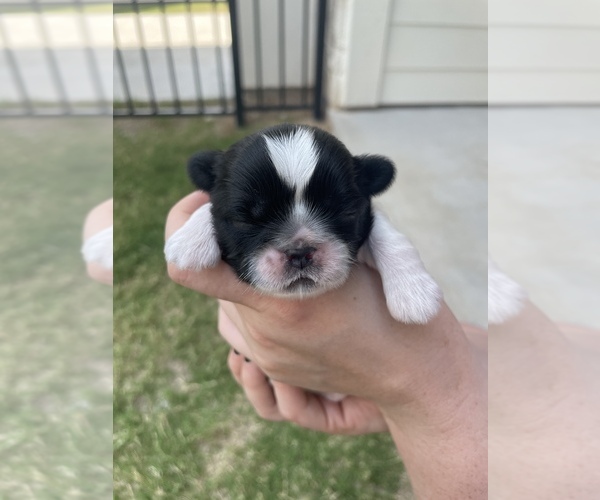 Medium Photo #4 Shih Tzu Puppy For Sale in PFLUGERVILLE, TX, USA