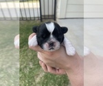 Small Photo #4 Shih Tzu Puppy For Sale in PFLUGERVILLE, TX, USA