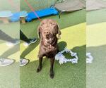 Small #1 Labrador Retriever Mix