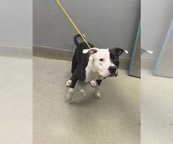 Medium Photo #1 Mutt Puppy For Sale in Las Vegas, NV, USA